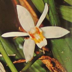Coelogyne species