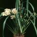 Cymbidium hybrid 1761
