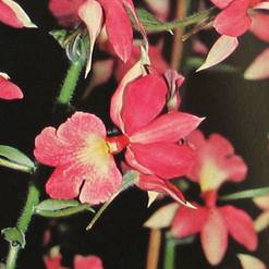 Calanthe vestita