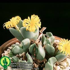 Conophytum species