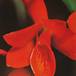 Cattleya aurantiaca flower cattleya aurantiaca k