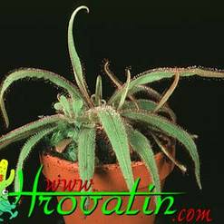Drosera adelae