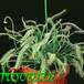 Drosera capensis 'alba' 1719