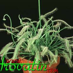 Drosera capensis alba