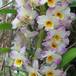 Dendrobium amethystoglossum