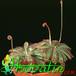 Drosera aliciae 1717