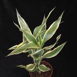 Dracaena deremensis