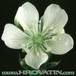Dionaea muscipula flower 1704
