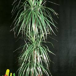 Dracaena marginata