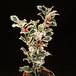 Ilex aquifolium 1952