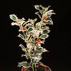 Ilex aquifolium