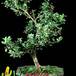 Ilex crenata  2638