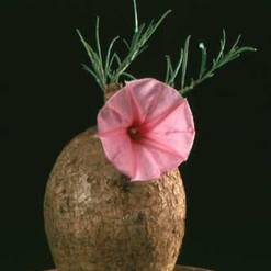 Ipomoea bolusiana