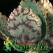 Kalanchoe marmorata leaf 1234