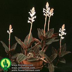 Ludisia discolor