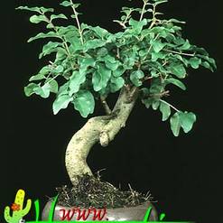 Ligustrum obtusifolium