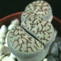 Lithops bromfieldii v.mennellii