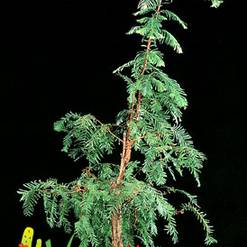 Metasequoia glyptostroboides