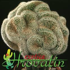 Mammillaria matudae
