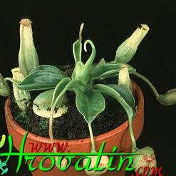Nepenthes minima hybrid