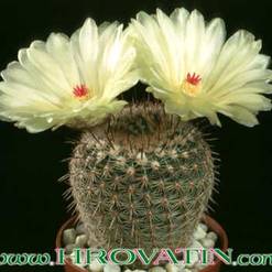 Notocactus werdermannianus