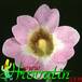 Pinguicula primuliflora thorn 1695