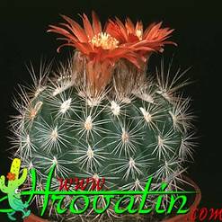 Parodia lauii