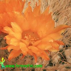 Parodia herzogii