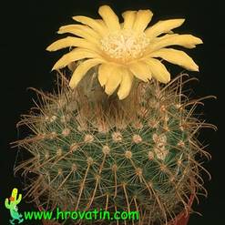 Parodia riojensis