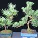 Podocarpus bonsai primerjava