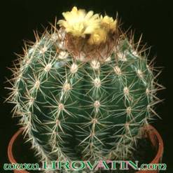 Parodia hausteiniana