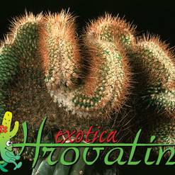 Parodia mutabilis