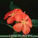 Pachypodium baronii flower 1614