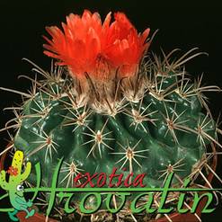 Parodia schwebsiana