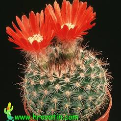 Parodia sanguiniflora