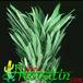 Pachypodium lamerei leaf 1728