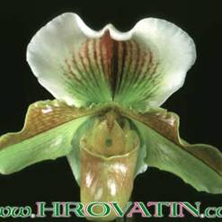 Paphiopedilum species