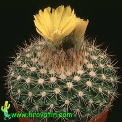 Parodia cardenasii