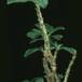 Pachypodium baronii 1613