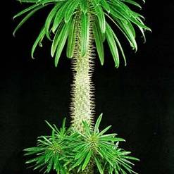 Pachypodium lamerei