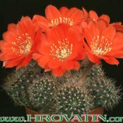 Rebutia mairanana