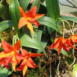 Sophrolaeliocattleya hybrid