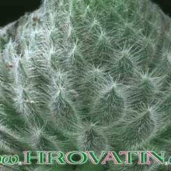 Sempervivum tomentosum
