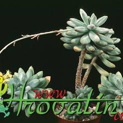 Sedum pachyphyllum