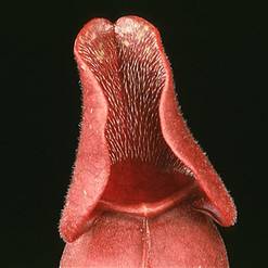 Sarracenia purpurea