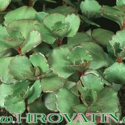 Sedum spurium