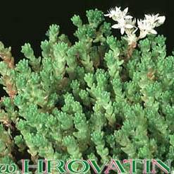 Sedum winklerii