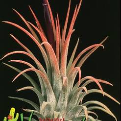 Tillandsia ionantha 'Fuego'