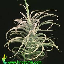 Tillandsia latifolia