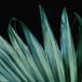 Washingtonia filifera leaf 1738